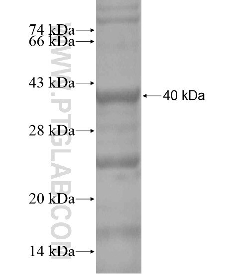 POLS fusion protein Ag18594 SDS-PAGE