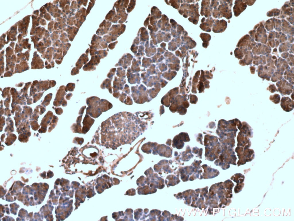 Immunohistochemistry (IHC) staining of mouse pancreas tissue using POMC Monoclonal antibody (66358-1-Ig)