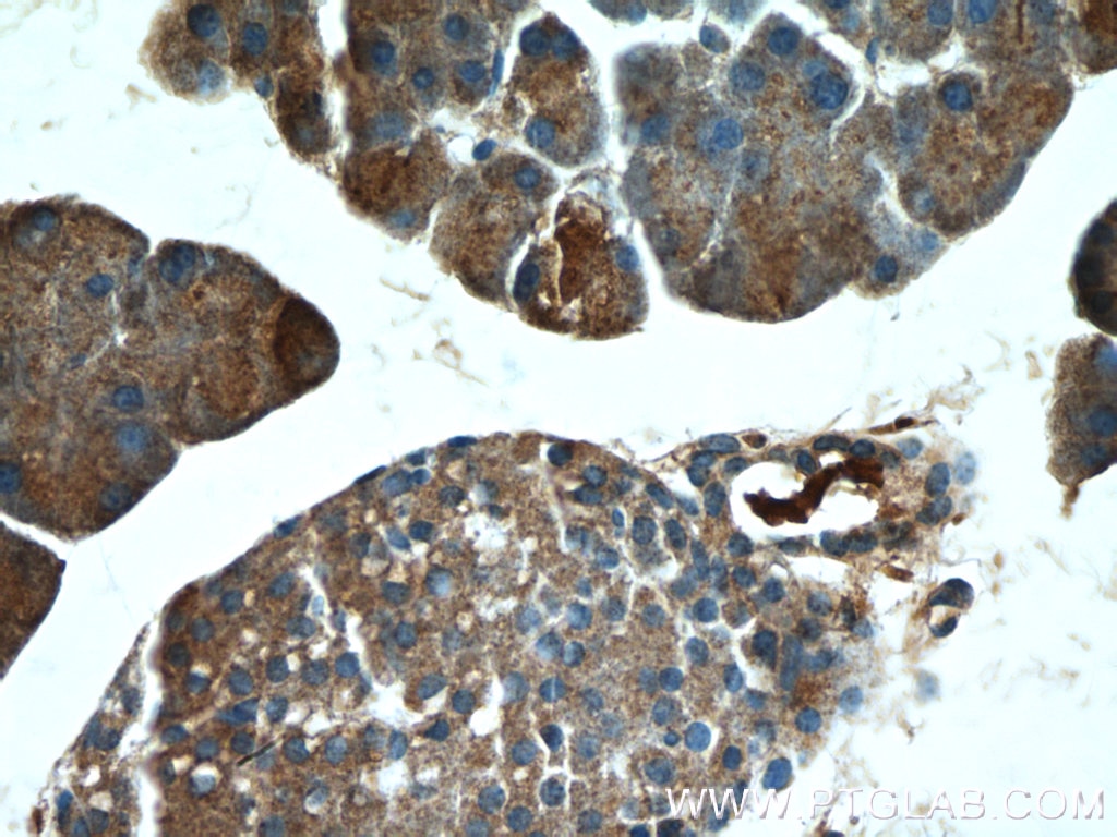 IHC staining of mouse pancreas using 66358-1-Ig