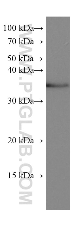 Western Blot (WB) analysis of PC-12 cells using POMC Monoclonal antibody (66358-1-Ig)