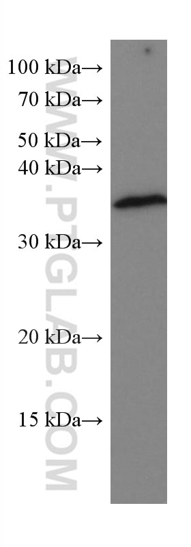 Western Blot (WB) analysis of pig brain tissue using POMC Monoclonal antibody (66358-1-Ig)