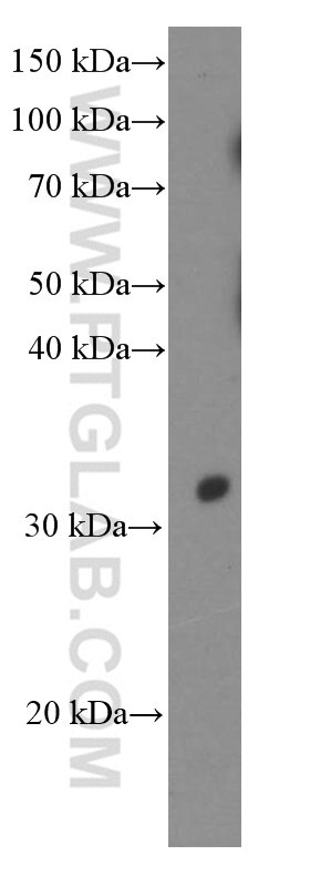 POMC Monoclonal antibody