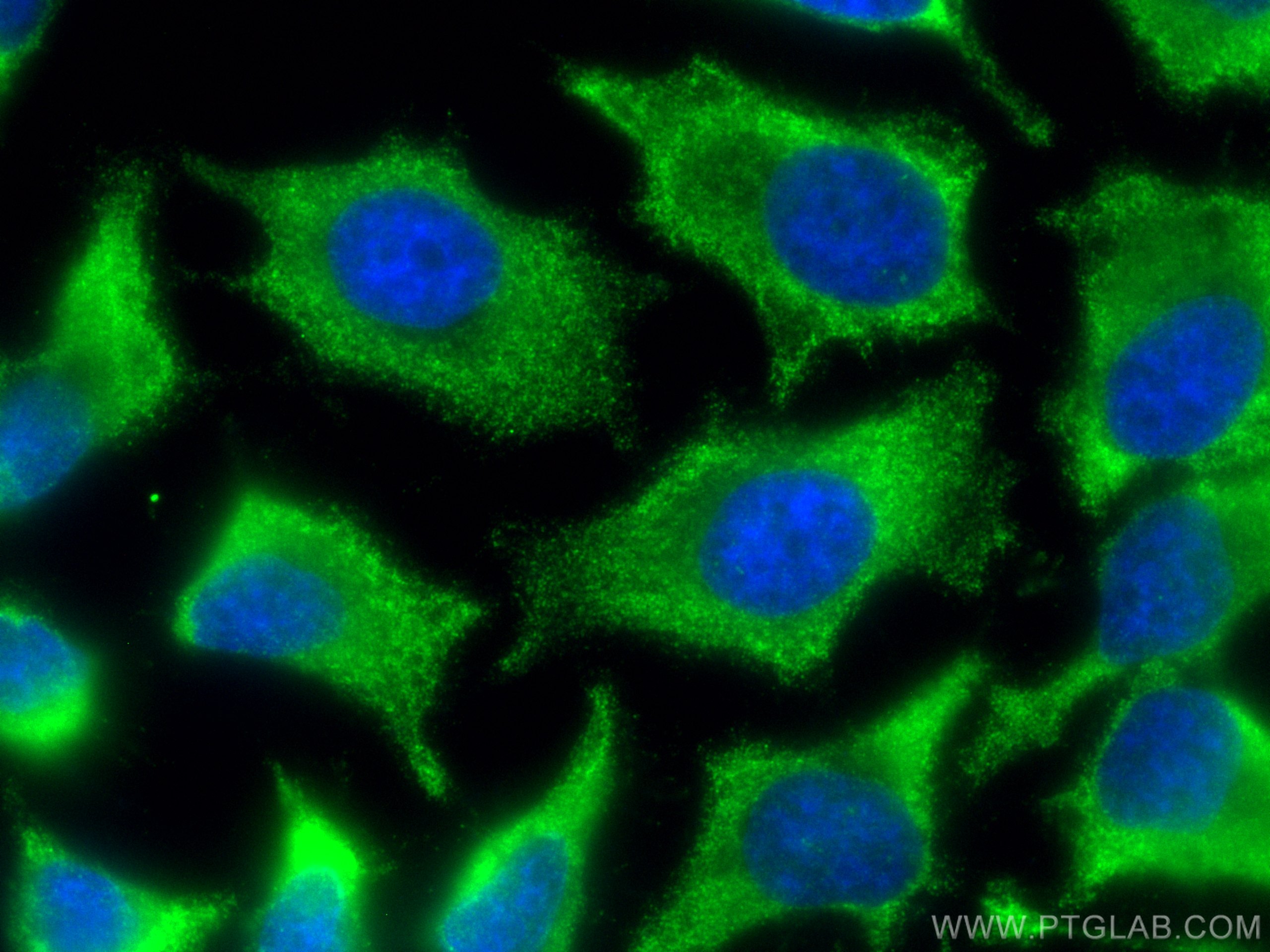 Immunofluorescence (IF) / fluorescent staining of HeLa cells using CoraLite® Plus 488-conjugated POMC Monoclonal anti (CL488-66358)