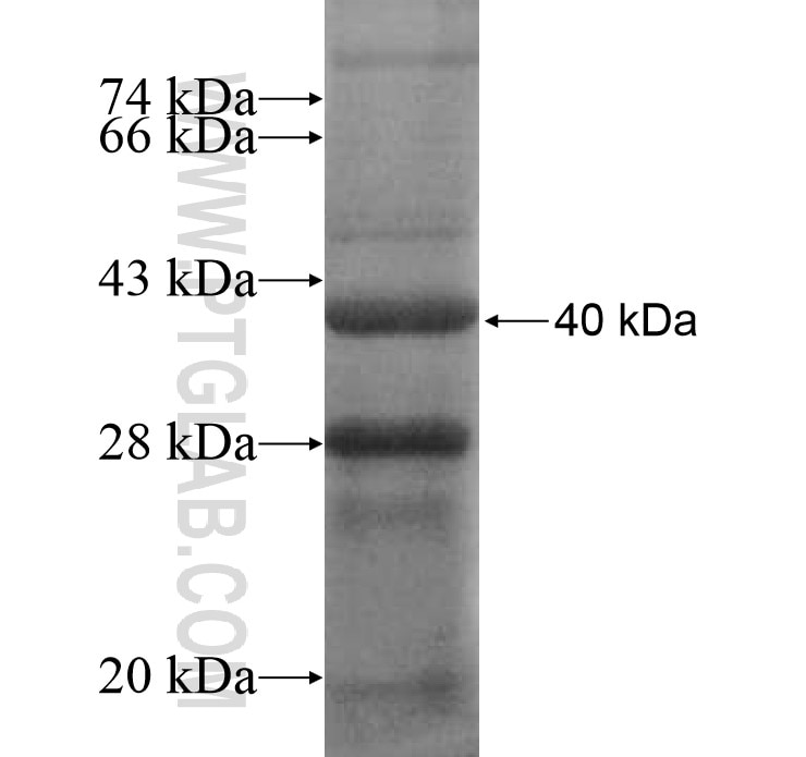 POMC fusion protein Ag13564 SDS-PAGE