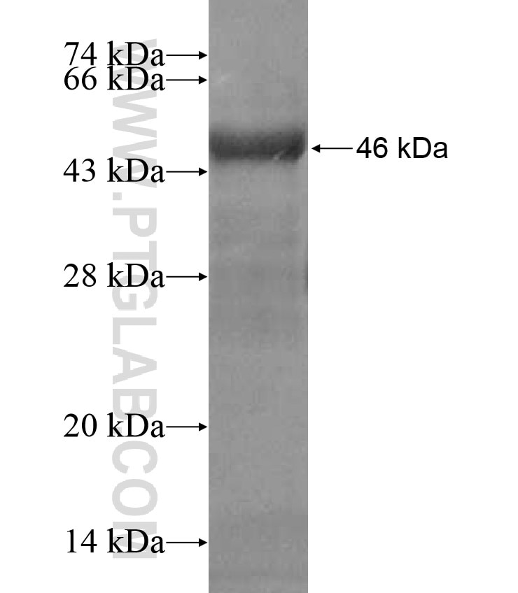POMC fusion protein Ag17311 SDS-PAGE