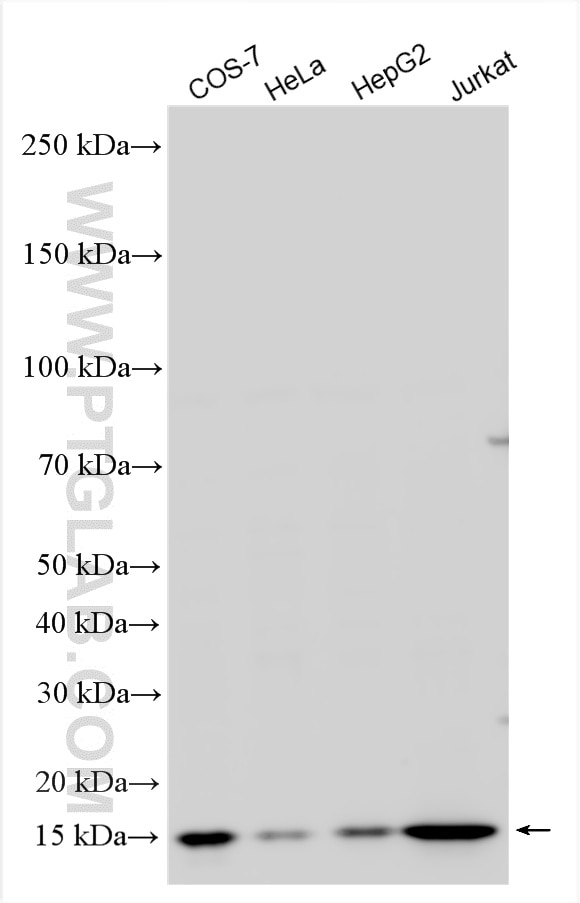 Western Blot (WB) analysis of various lysates using POMP Polyclonal antibody (15046-1-AP)