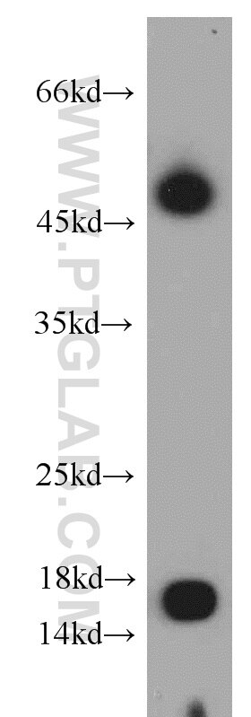 WB analysis of L02 using 15046-1-AP