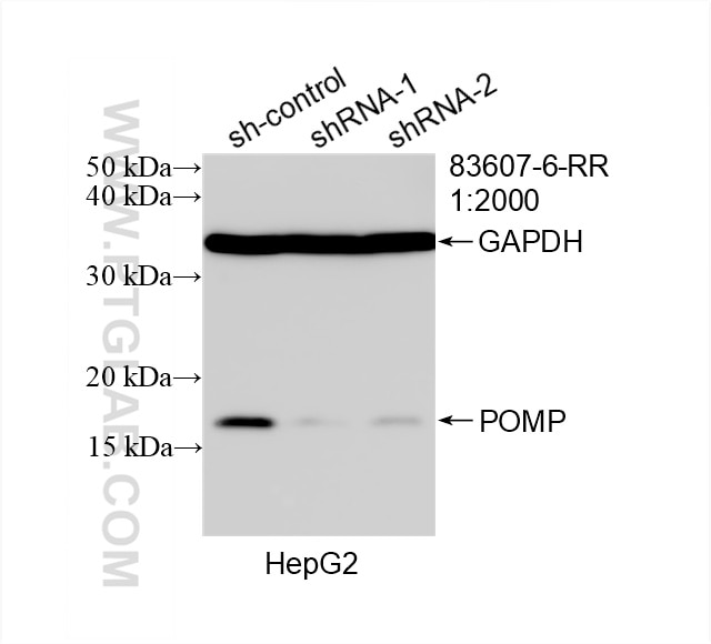 Western Blot (WB) analysis of HepG2 cells using POMP Recombinant antibody (83607-6-RR)