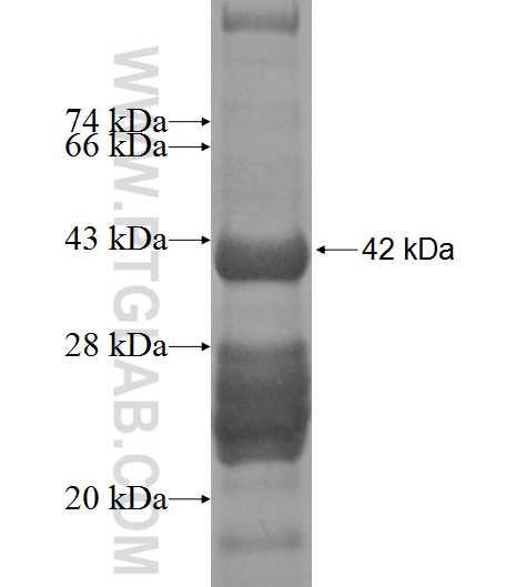 POMP fusion protein Ag6987 SDS-PAGE