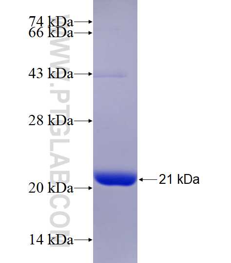 POMP fusion protein Ag6992 SDS-PAGE