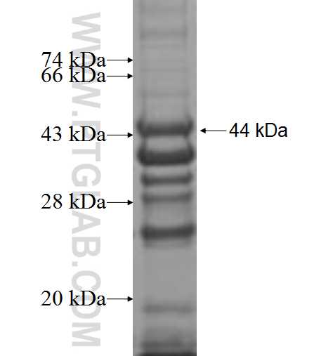 POMT1 fusion protein Ag8074 SDS-PAGE