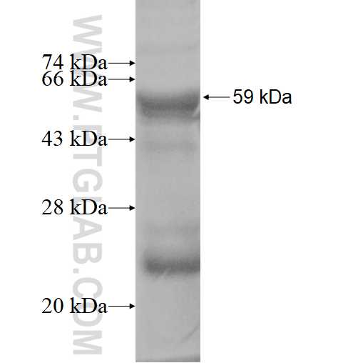 POMT2 fusion protein Ag4001 SDS-PAGE
