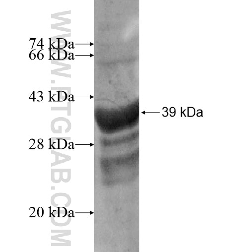 POMZP3 fusion protein Ag13927 SDS-PAGE