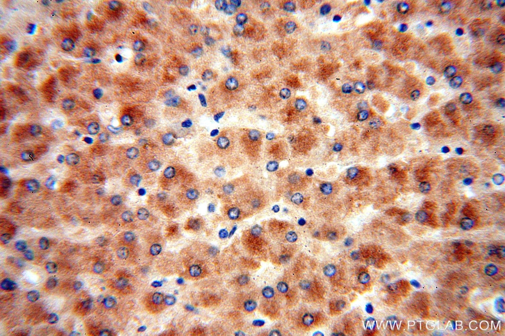 PON1 Polyclonal antibody