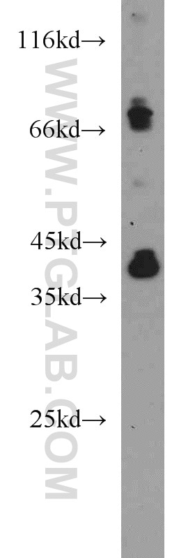 Western Blot (WB) analysis of mouse liver tissue using PON1 Polyclonal antibody (18155-1-AP)