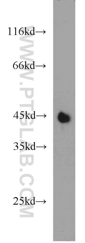 Western Blot (WB) analysis of human plasma using PON1 Polyclonal antibody (18155-1-AP)