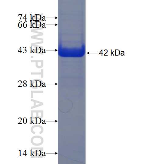 PON1 fusion protein Ag12934 SDS-PAGE