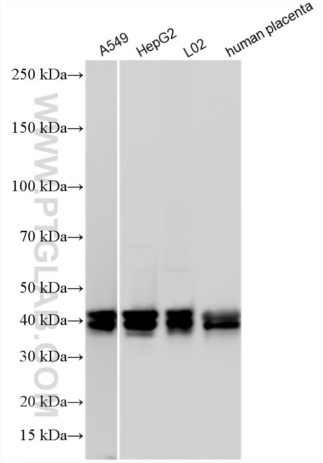 Western Blot (WB) analysis of various lysates using PON2 Polyclonal antibody (14379-1-AP)
