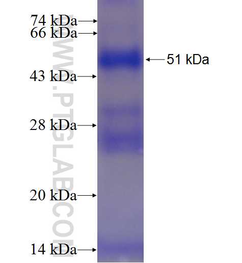 PON2 fusion protein Ag5759 SDS-PAGE