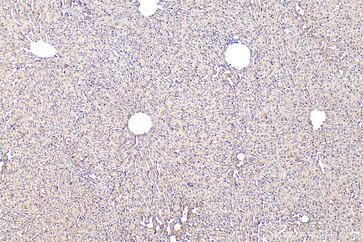 Immunohistochemistry (IHC) staining of rat liver tissue using PON3 Polyclonal antibody (31793-1-AP)