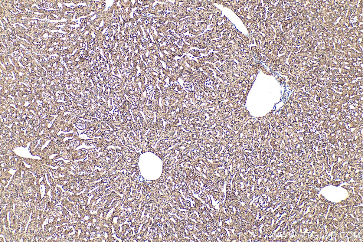 Immunohistochemistry (IHC) staining of mouse liver tissue using PON3 Polyclonal antibody (31793-1-AP)