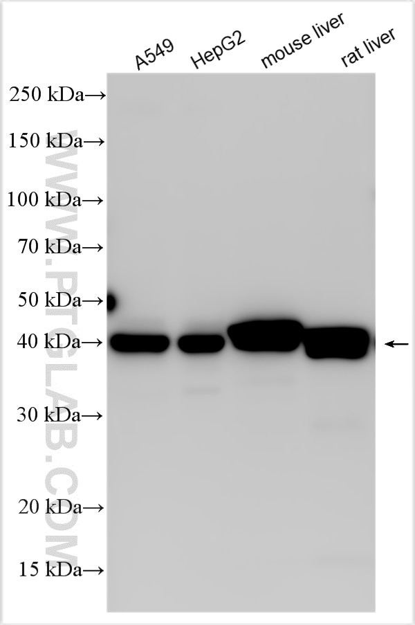 Western Blot (WB) analysis of various lysates using PON3 Polyclonal antibody (31793-1-AP)