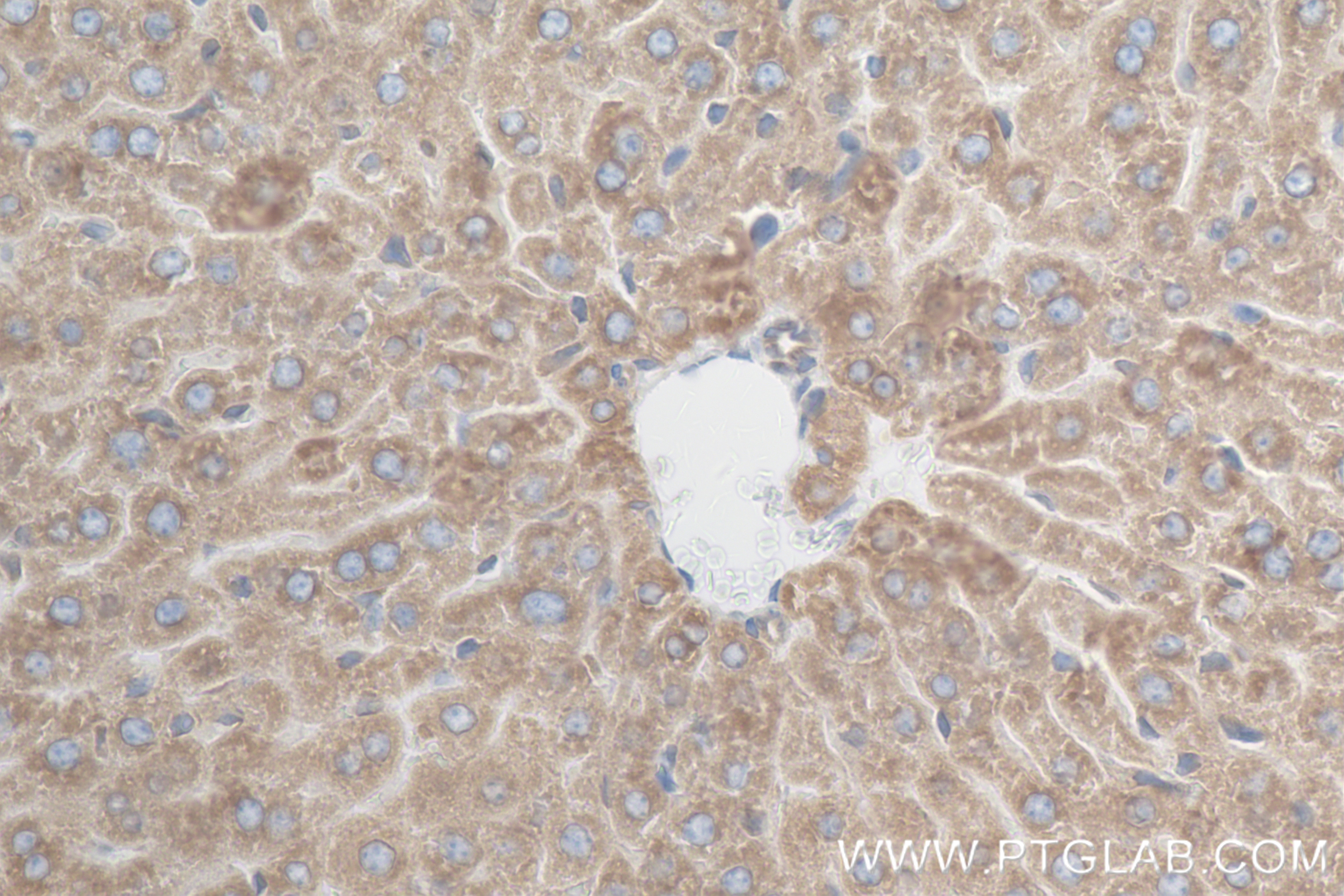 Immunohistochemistry (IHC) staining of mouse liver tissue using PON3 Recombinant antibody (84604-4-RR)