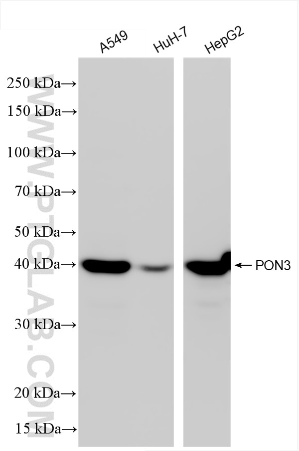Western Blot (WB) analysis of various lysates using PON3 Recombinant antibody (84604-4-RR)