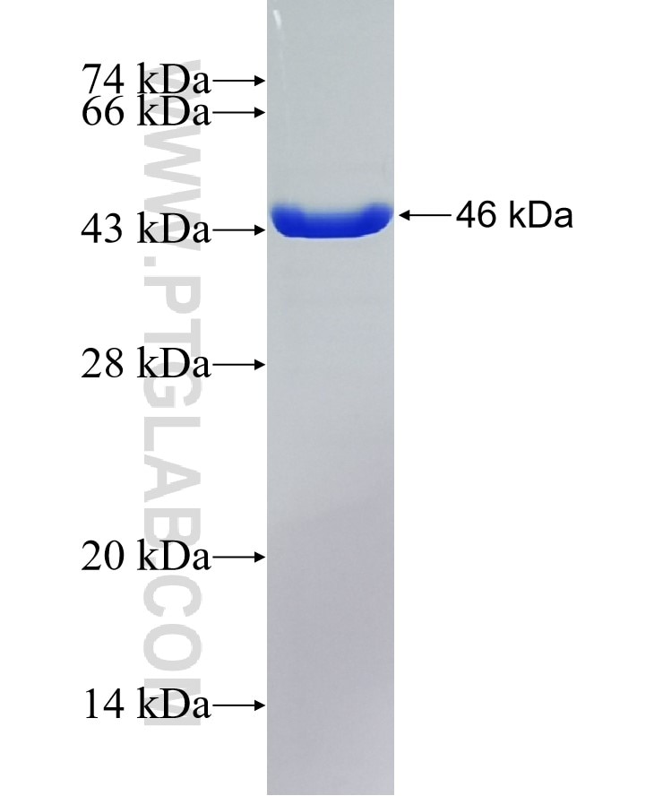 PON3 fusion protein Ag36602 SDS-PAGE