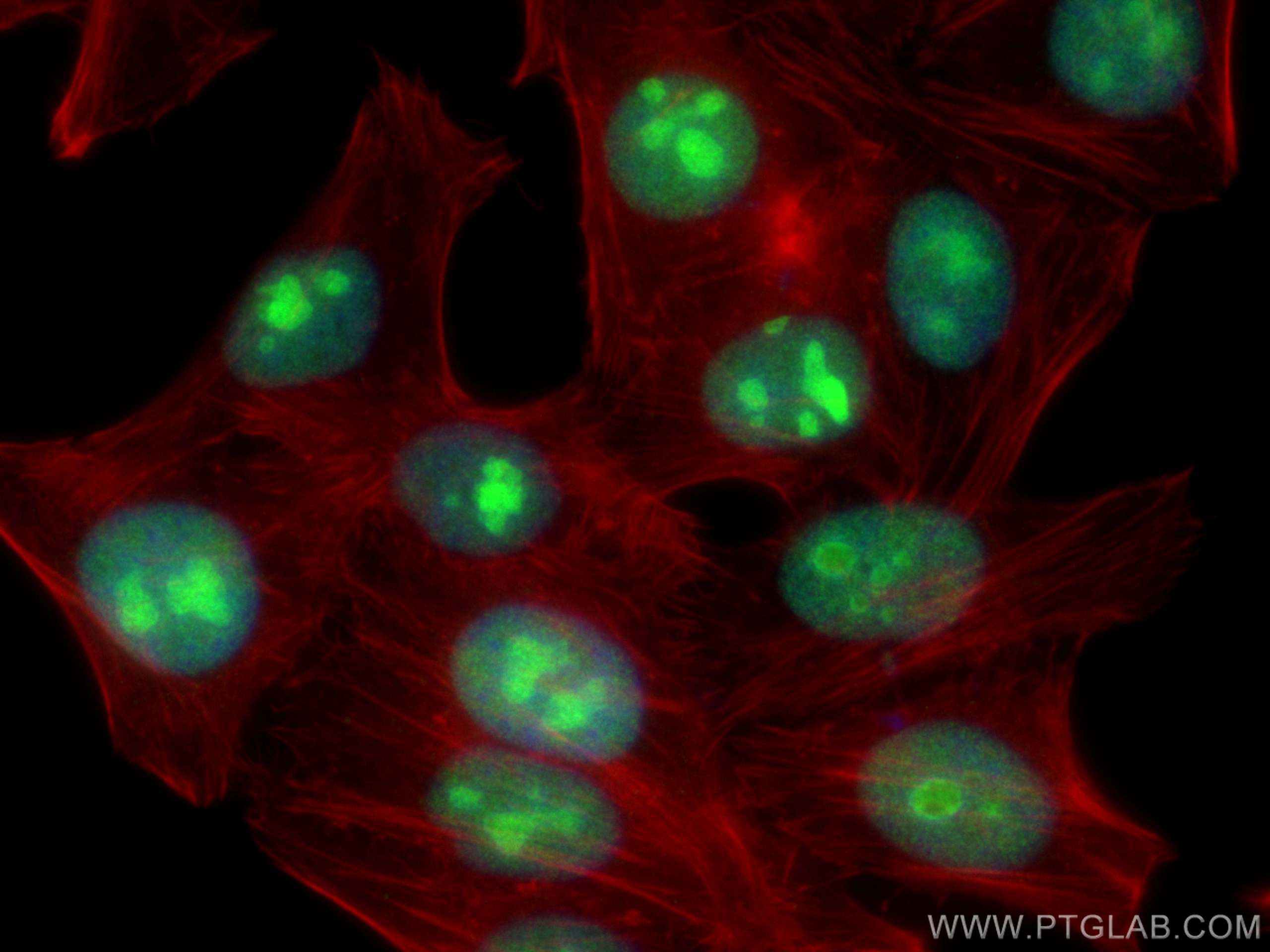 Immunofluorescence (IF) / fluorescent staining of HepG2 cells using POP1 Polyclonal antibody (12029-1-AP)