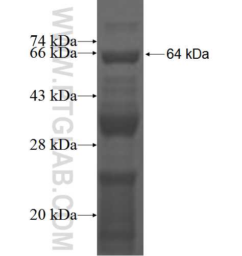 POP1 fusion protein Ag2660 SDS-PAGE