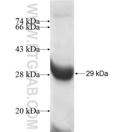 POP4 fusion protein Ag7840 SDS-PAGE
