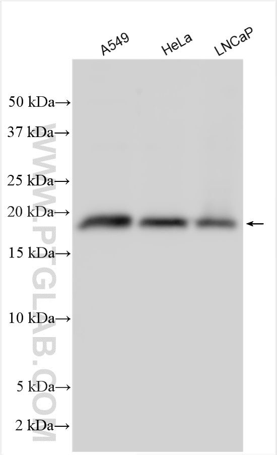 WB analysis using 13146-1-AP