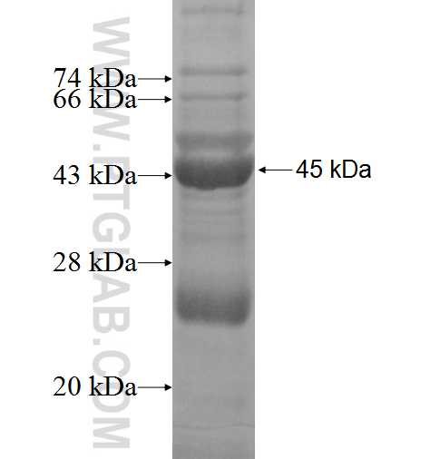 POP5 fusion protein Ag3710 SDS-PAGE