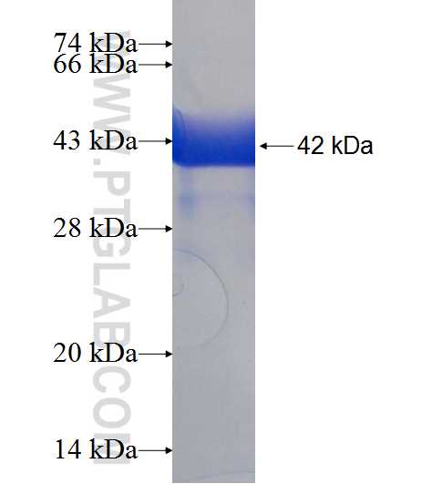 POP7 fusion protein Ag6827 SDS-PAGE