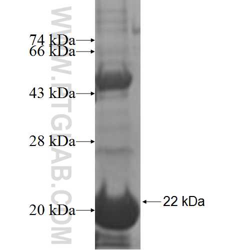 POP7 fusion protein Ag7138 SDS-PAGE