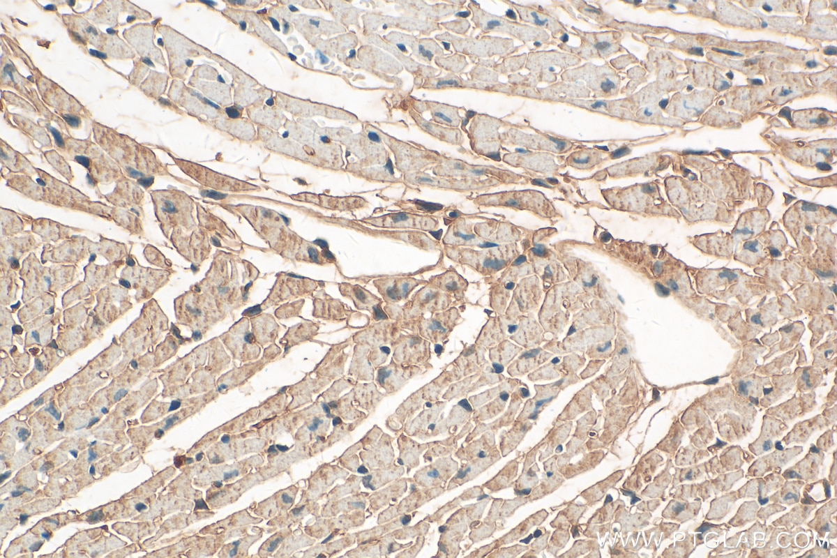 Immunohistochemistry (IHC) staining of mouse heart tissue using POPDC3 Polyclonal antibody (11800-1-AP)