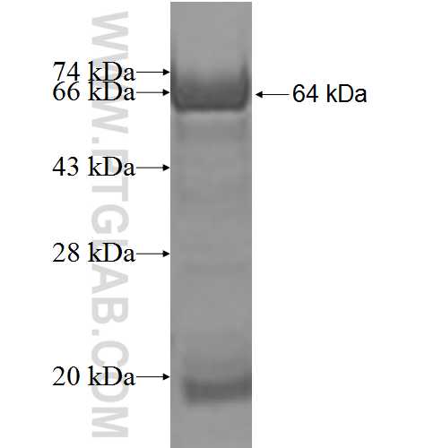 POPDC3 fusion protein Ag2375 SDS-PAGE