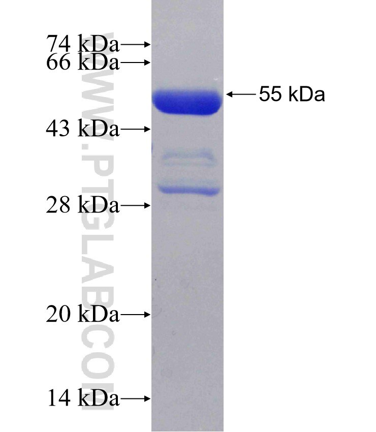 POR fusion protein Ag30899 SDS-PAGE