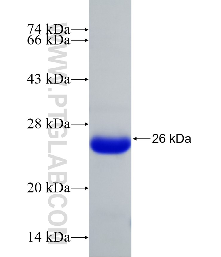 POR fusion protein Ag30912 SDS-PAGE
