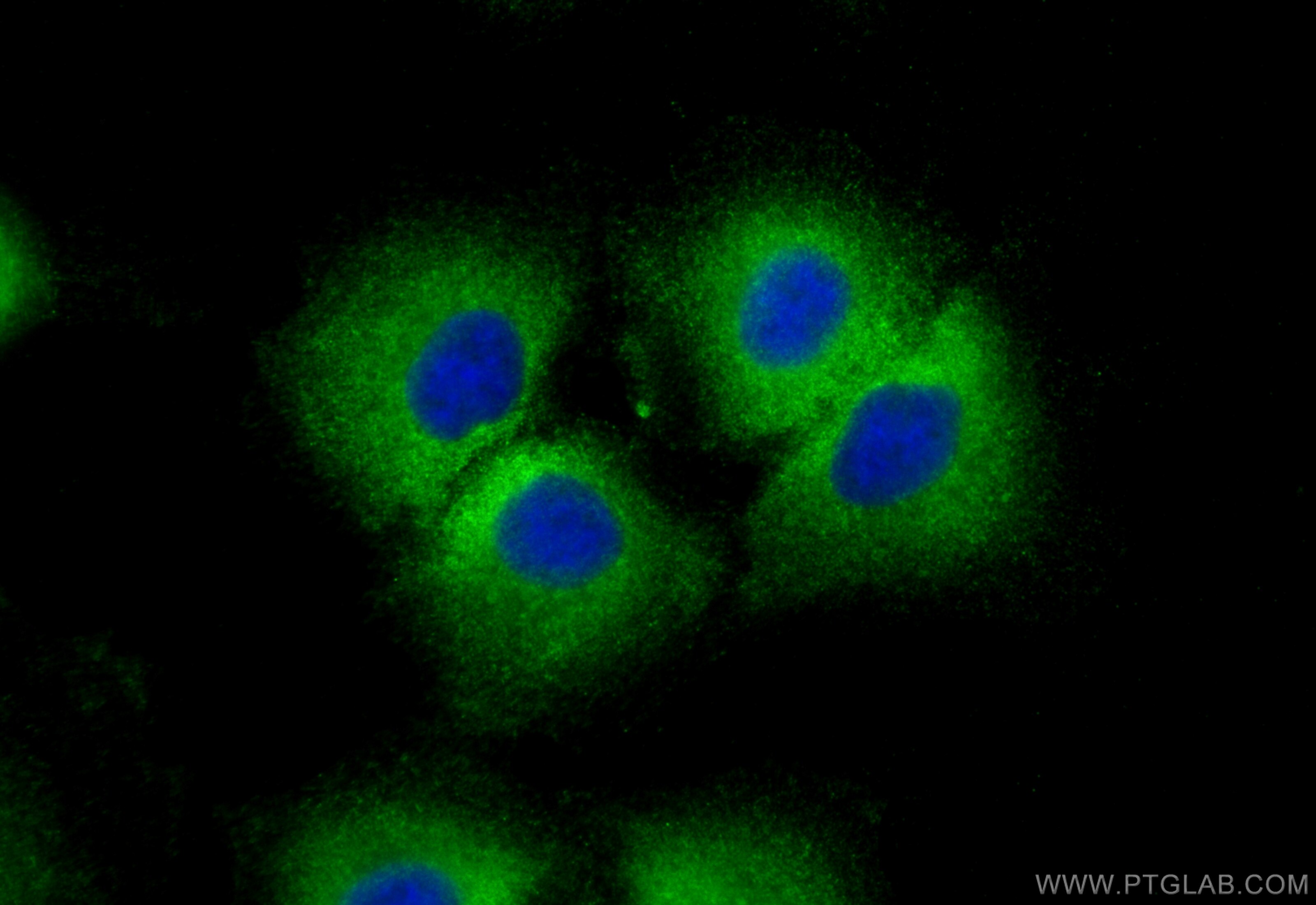Immunofluorescence (IF) / fluorescent staining of A549 cells using CoraLite® Plus 488-conjugated POTEA-Specific Recom (CL488-84298)