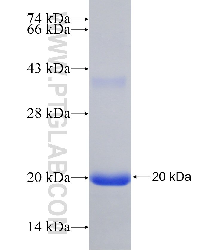 POU1F1/PIT1 fusion protein Ag31059 SDS-PAGE