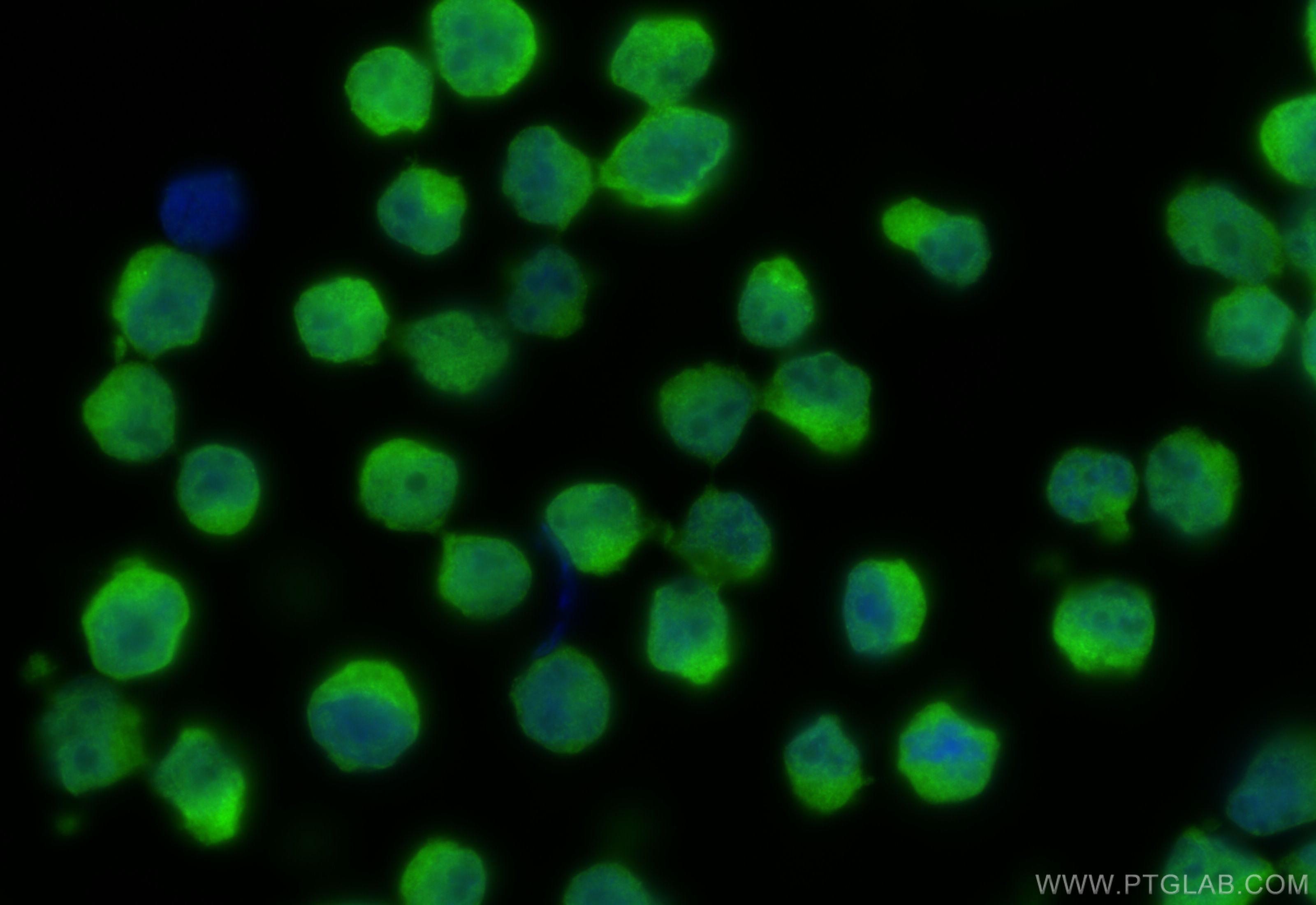 Immunofluorescence (IF) / fluorescent staining of Raji cells using POU2AF1 Polyclonal antibody (13605-1-AP)