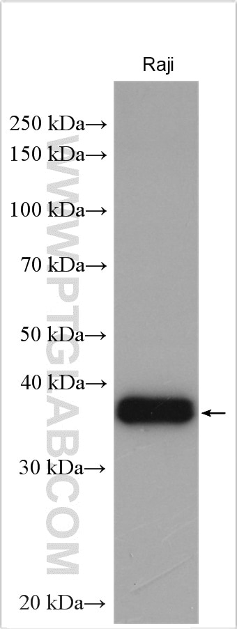 Western Blot (WB) analysis of various lysates using POU2AF1 Polyclonal antibody (13605-1-AP)