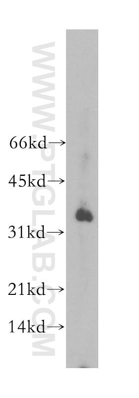 Western Blot (WB) analysis of mouse lung tissue using POU2AF1 Polyclonal antibody (13605-1-AP)