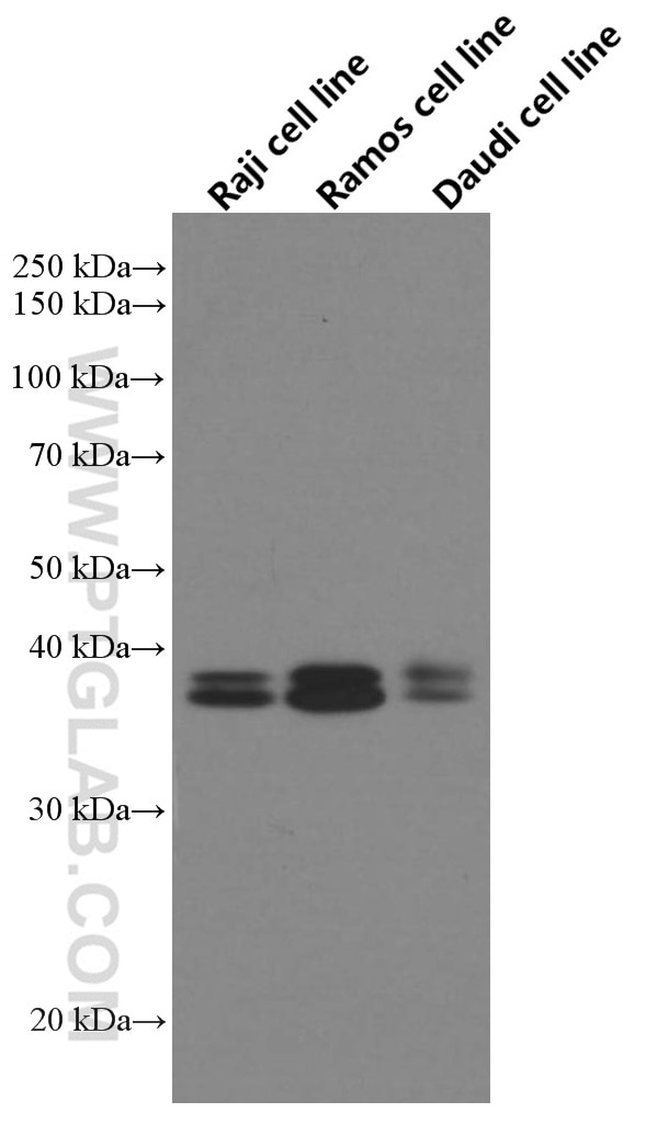 Western Blot (WB) analysis of Raji cells using POU2AF1 Monoclonal antibody (66659-1-Ig)