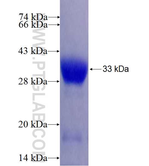 POU2AF1 fusion protein Ag23613 SDS-PAGE