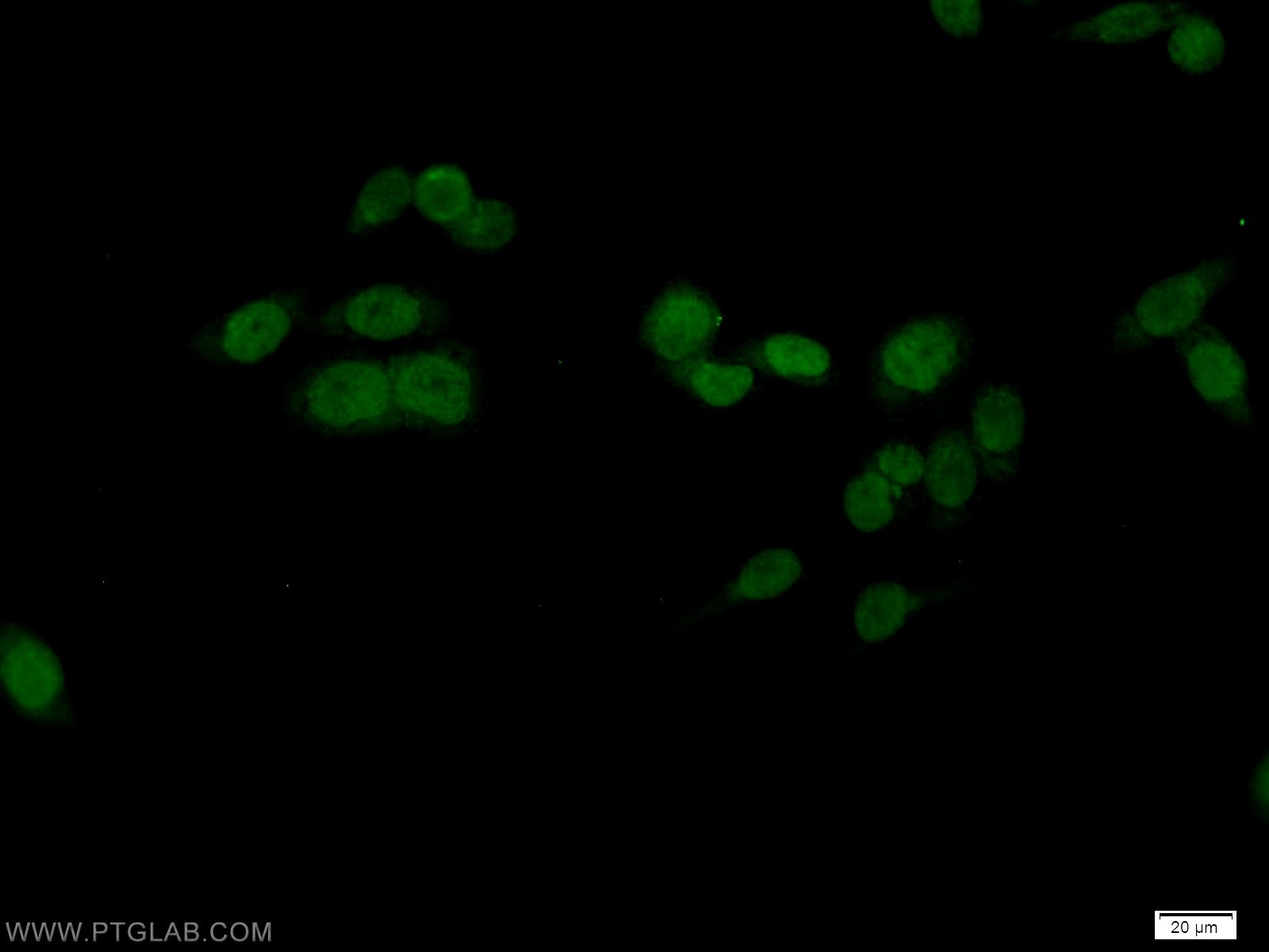 Immunofluorescence (IF) / fluorescent staining of HeLa cells using OCT1 Polyclonal antibody (10387-1-AP)