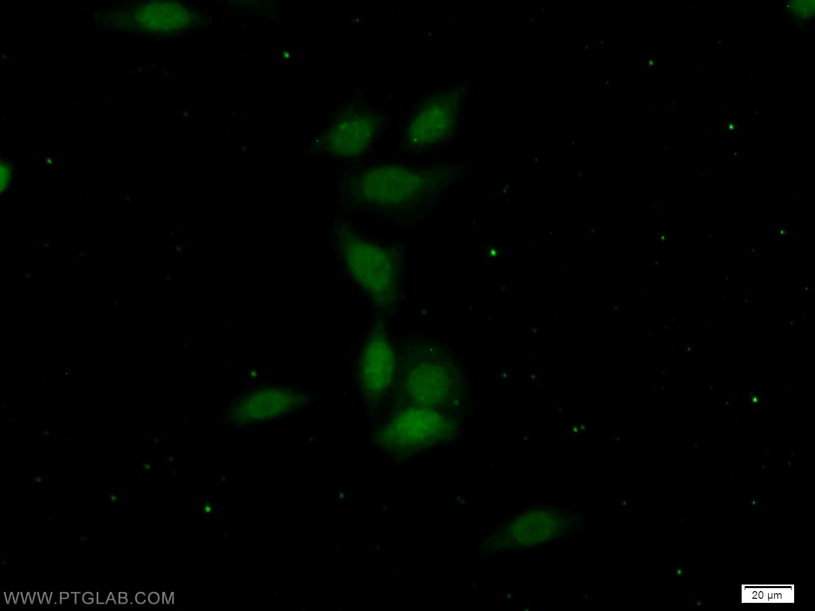 Immunofluorescence (IF) / fluorescent staining of HeLa cells using OCT1 Polyclonal antibody (10387-1-AP)