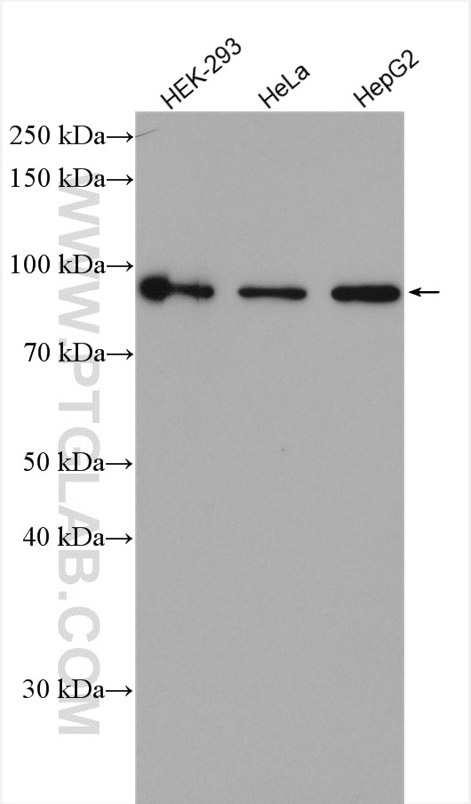 Western Blot (WB) analysis of various lysates using OCT1 Polyclonal antibody (10387-1-AP)